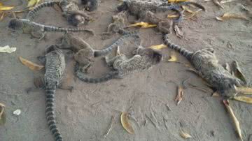 Imagem Micos são encontrados mortos em chácara no interior da BA