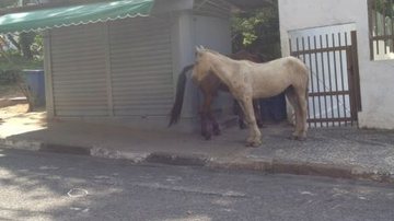 Imagem Cavalos caminham tranquilamente pelo Itaigara