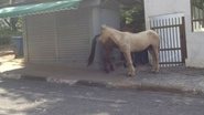 Imagem Cavalos caminham tranquilamente pelo Itaigara