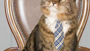 Imagem Gatinho quer disputar uma vaga no Senado