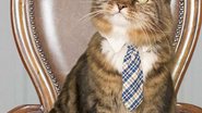 Imagem Gatinho quer disputar uma vaga no Senado