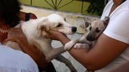 Imagem Mulher acusada de maltratar cães nega agressão