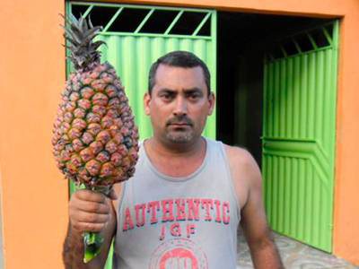 Imagem Produtor baiano diz ter colhido &#039;abacaxi gigante&#039; de 14 quilos