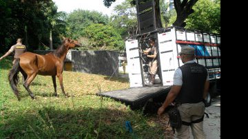 Imagem Polícia captura cavalos no Parque da Cidade e na Santa Cruz