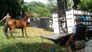 Imagem Polícia captura cavalos no Parque da Cidade e na Santa Cruz