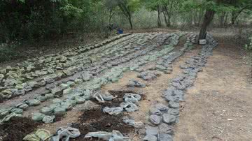 Imagem Curaçá: PM erradica 16 mil pés de maconha e apreende duas armas