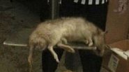Imagem Rato gigante aparece morto em loja