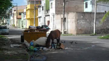 Imagem Stella Maris tem jegue vira lata