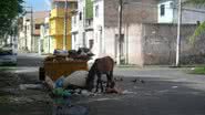 Imagem Stella Maris tem jegue vira lata