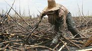 Imagem Trabalho escravo: 11 fazendas da Bahia na lista suja
