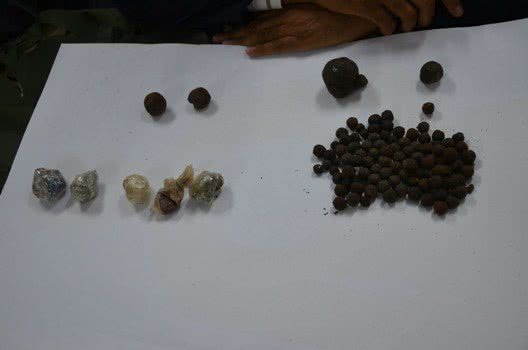 Imagem Polícia detalha apreensão de 16 t de maconha na Bahia