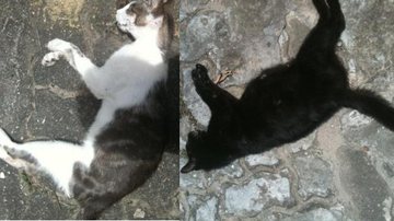 Imagem Envenenamento de gatos gera transtorno em condomínio no Imbuí