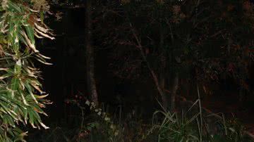 Imagem “Abandono do Stiep”