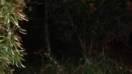 Imagem “Abandono do Stiep”