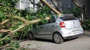 Imagem Queda de árvore  provoca desastre no Tororó