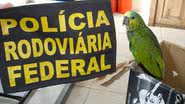 Imagem PRF apreende aves silvestres à venda ilegalmente