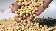 Imagem Chineses querem investir em soja no oeste baiano