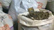 Imagem Homem é preso com dez sacos de maconha em Feira