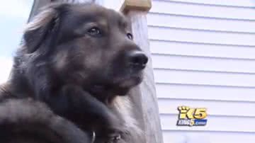 Imagem Cão devora US$ 1.200 