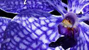 Imagem Exposição fotográfica apresenta Orquídeas raras no Salvador Shopping