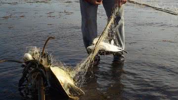 Imagem Chacina de tartarugas marinhas na APA Santo Antônio