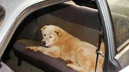 Imagem  Cão se recusa a abandonar carro apreendido pela polícia