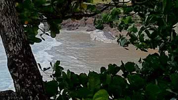 Imagem  Baleia é encontrada morta na praia da Ondina