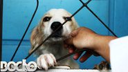 Imagem Crueldade: mais um cão é vítima de maus tratos em Vilas do Atlântico