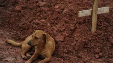 Imagem História do cão que guardou túmulo é falsa