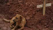 Imagem História do cão que guardou túmulo é falsa