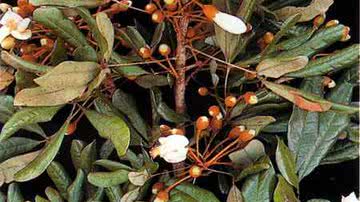 Imagem  Catuaba e ginseng são proibidos pela Anvisa