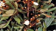 Imagem  Catuaba e ginseng são proibidos pela Anvisa