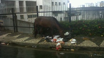 Imagem Flagrante: cavalo come lixo na Federação