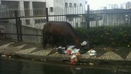 Imagem Flagrante: cavalo come lixo na Federação