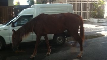 Imagem Cavalo solto na Pituba