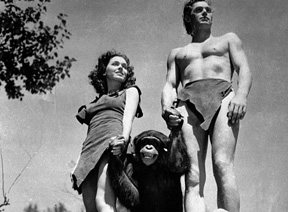 Imagem Morre o chimpanzé Chita, inesquecível acompanhante de Tarzan