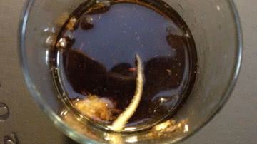 Imagem Verme é encontrado dentro de lata da Coca Cola