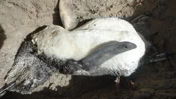 Imagem Pinguins são encontrados na Ilha de Itaparica
