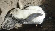 Imagem Pinguins são encontrados na Ilha de Itaparica