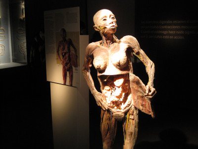 Imagem O corpo humano em exibição