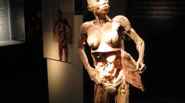 Imagem O corpo humano em exibição