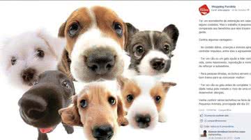 Imagem Suspensa feira no Shopping Paralela que vendia animais doentes