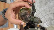 Imagem Filhote de tartaruga é resgatado em Itaparica