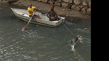 Imagem Golfinho é encontrado morto em canal do Rio Vermelho