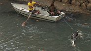 Imagem Golfinho é encontrado morto em canal do Rio Vermelho