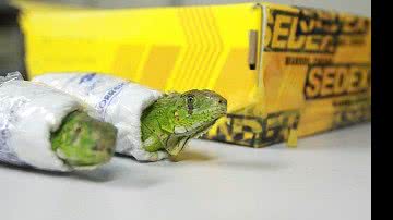 Imagem Via Sedex