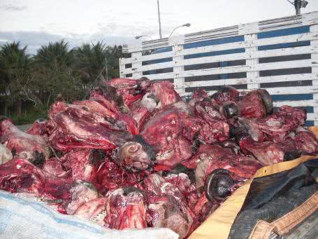 Imagem PRF apreende quatro toneladas de restos de animais 