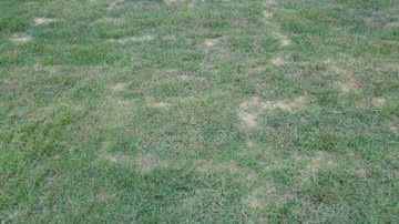 Imagem Falcão pede ajuda à imprensa contra estádio e arbitragem ruins