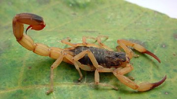Imagem Moradores de Itabuna estão com medo dos escorpiões