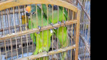 Imagem PM de Porto Seguro apreende aves mantidas em cativeiros